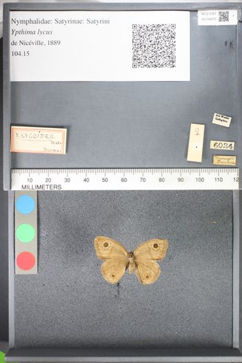 Media type: image;   Entomology 104975